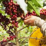 Kahve Bitkisi Kolombia