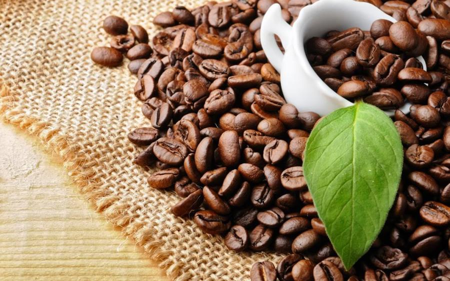 kahve ağacı, kahve çekirdeği